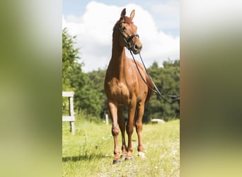 Koń hanowerski, Klacz, 12 lat, 178 cm, Kasztanowata