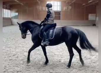 Koń hanowerski, Klacz, 13 lat, 164 cm, Ciemnogniada