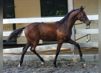 Koń hanowerski, Klacz, 13 lat, 165 cm, Kara