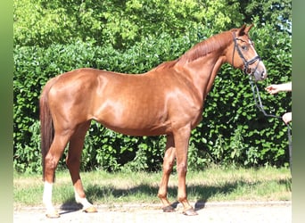 Koń hanowerski, Klacz, 13 lat, 165 cm, Kasztanowata