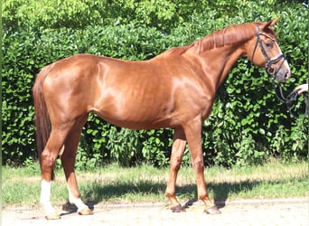 Koń hanowerski, Klacz, 13 lat, 165 cm, Kasztanowata