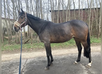 Koń hanowerski, Klacz, 13 lat, 166 cm, Ciemnogniada