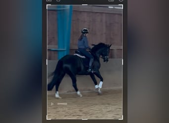 Koń hanowerski, Klacz, 13 lat, 166 cm, Kara