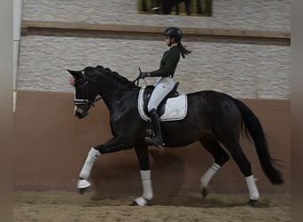 Koń hanowerski, Klacz, 13 lat, 167 cm, Ciemnogniada