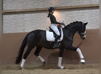 Koń hanowerski, Klacz, 13 lat, 167 cm, Ciemnogniada