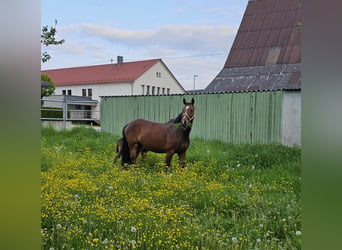 Koń hanowerski, Klacz, 13 lat, 167 cm, Gniada