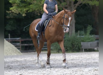 Koń hanowerski, Klacz, 13 lat, 167 cm, Kasztanowata