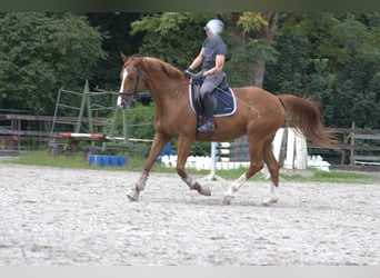 Koń hanowerski, Klacz, 13 lat, 167 cm, Kasztanowata