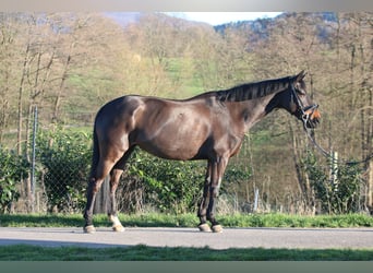 Koń hanowerski, Klacz, 13 lat, 168 cm, Ciemnogniada