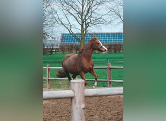 Koń hanowerski, Klacz, 13 lat, 168 cm, Kasztanowata