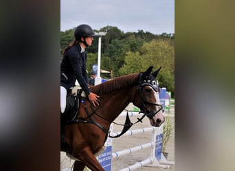 Koń hanowerski, Klacz, 13 lat, 168 cm, Kasztanowata