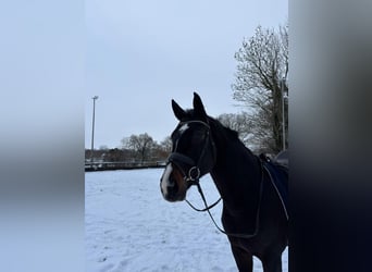 Koń hanowerski, Klacz, 13 lat, 170 cm, Ciemnogniada