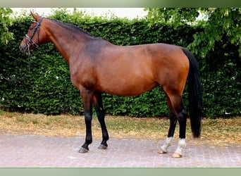 Koń hanowerski, Klacz, 13 lat, 170 cm, Gniada