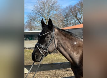 Koń hanowerski, Klacz, 13 lat, 170 cm, Kara