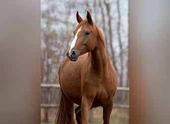 Koń hanowerski, Klacz, 13 lat, 170 cm, Kasztanowata
