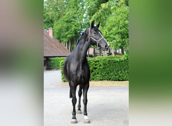 Koń hanowerski, Klacz, 13 lat, 177 cm, Kara