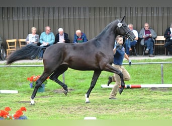 Koń hanowerski, Klacz, 13 lat, 177 cm, Kara