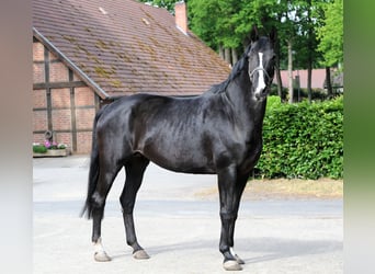 Koń hanowerski, Klacz, 13 lat, 177 cm, Kara