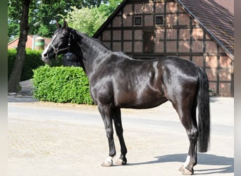 Koń hanowerski, Klacz, 13 lat, 177 cm, Kara