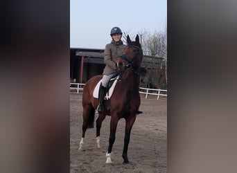 Koń hanowerski, Klacz, 14 lat, 164 cm, Gniada