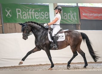 Koń hanowerski, Klacz, 14 lat, 165 cm, Ciemnogniada