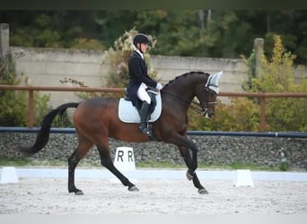 Koń hanowerski, Klacz, 14 lat, 165 cm, Gniada