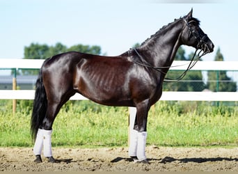 Koń hanowerski, Klacz, 14 lat, 165 cm, Kara