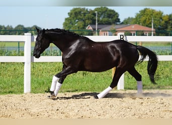 Koń hanowerski, Klacz, 14 lat, 165 cm, Kara