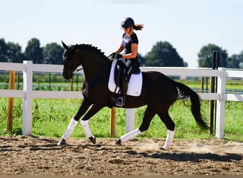 Koń hanowerski, Klacz, 14 lat, 165 cm, Kara