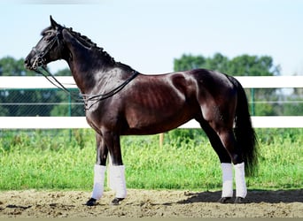 Koń hanowerski, Klacz, 14 lat, 165 cm, Kara