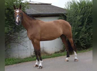 Koń hanowerski, Klacz, 14 lat, 166 cm, Jasnogniada