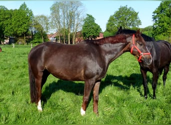 Koń hanowerski, Klacz, 14 lat, 170 cm, Ciemnokasztanowata