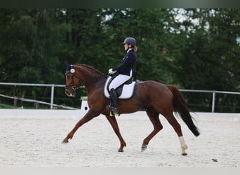 Koń hanowerski, Klacz, 14 lat, 170 cm, Ciemnokasztanowata