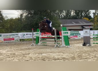Koń hanowerski, Klacz, 14 lat, 170 cm, Ciemnokasztanowata