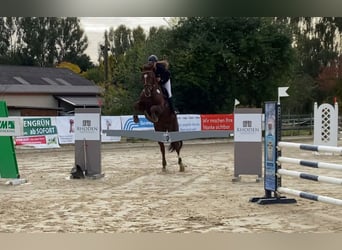 Koń hanowerski, Klacz, 14 lat, 170 cm, Ciemnokasztanowata