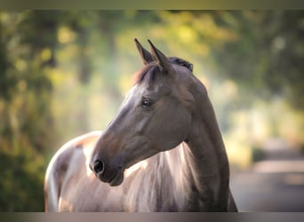 Koń hanowerski, Klacz, 14 lat, 172 cm, Ciemnogniada