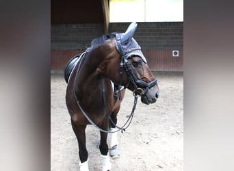 Koń hanowerski, Klacz, 15 lat, 161 cm, Ciemnogniada