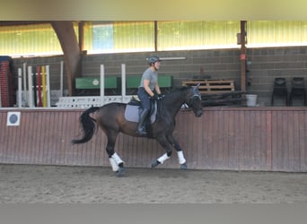 Koń hanowerski, Klacz, 15 lat, 161 cm, Ciemnogniada
