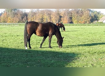 Koń hanowerski, Klacz, 15 lat, 164 cm, Ciemnogniada