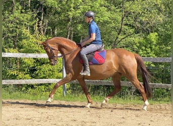 Koń hanowerski, Klacz, 15 lat, 164 cm, Kasztanowata