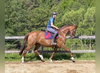 Koń hanowerski, Klacz, 15 lat, 164 cm, Kasztanowata