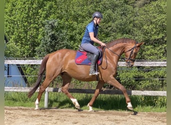 Koń hanowerski, Klacz, 15 lat, 164 cm, Kasztanowata