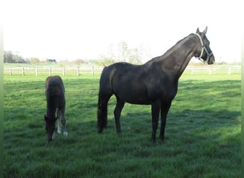 Koń hanowerski, Klacz, 15 lat, 165 cm, Kara