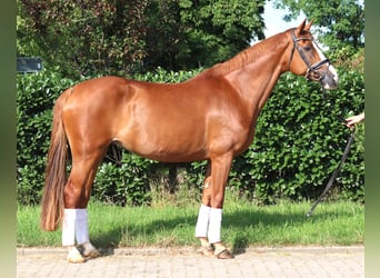 Koń hanowerski, Klacz, 15 lat, 166 cm, Kasztanowata