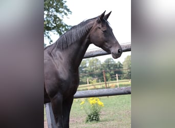Koń hanowerski, Klacz, 15 lat, 167 cm, Skarogniada