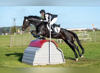 Koń hanowerski, Klacz, 15 lat, 170 cm, Ciemnogniada