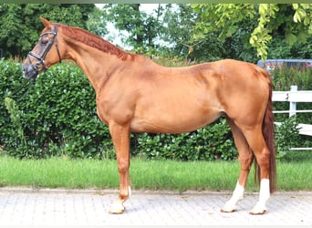 Koń hanowerski, Klacz, 15 lat, 170 cm, Kasztanowata