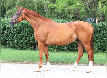 Koń hanowerski, Klacz, 15 lat, 170 cm, Kasztanowata