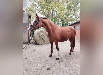 Koń hanowerski, Klacz, 15 lat, 170 cm