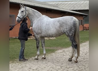 Koń hanowerski, Klacz, 15 lat, 175 cm, Siwa jabłkowita
